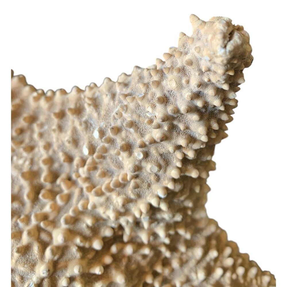 Starfish 10” Genuine Dried Ocean Sea Decor - Picture 9 of 10
